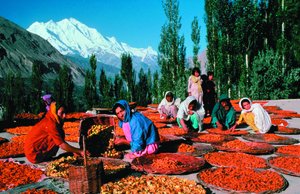 Desiccation as a means of preserving apricots in Pakistan