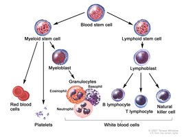 Hematopoietic stem cell differentiation into myeloid and lymphoid lineages