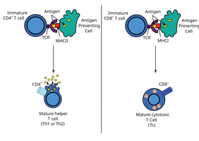 MHC Class I vs MHC Class II structure