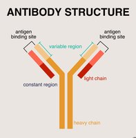 Antibody structure diagram