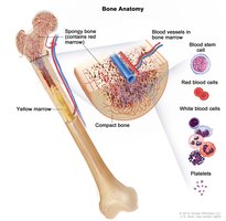 Bone marrow anatomy and blood cell development
