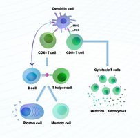 Plasma cell antibody secretion