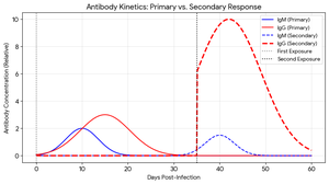 Primary and secondary immune response graph