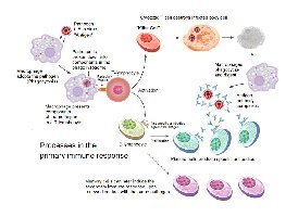 Helper T cell linking humoral and cellular immunity