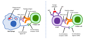 T cell and B cell interaction via MHC and cytokines