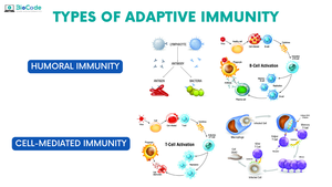 Types of adaptive immunity: humoral and cell-mediated