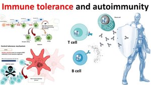 Immune tolerance and autoimmunity