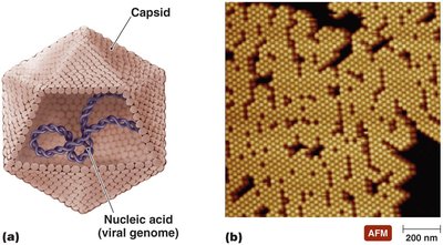 Structure of a virion showing capsid and nucleic acid