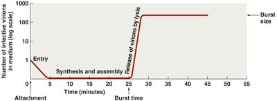 Pattern of virion abundance in lytic cycle