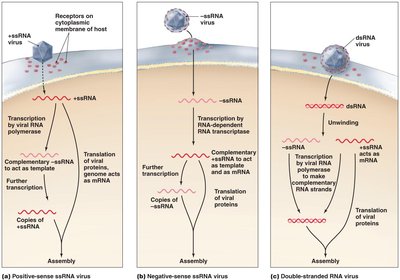 Synthesis of proteins and genomes in animal RNA viruses