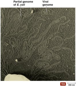 TEM image comparing partial genome of E. coli and viral genome