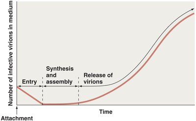 Pattern of virion abundance in persistent infections