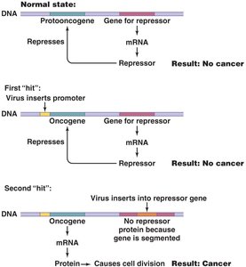 Oncogene theory of viral induction of cancer