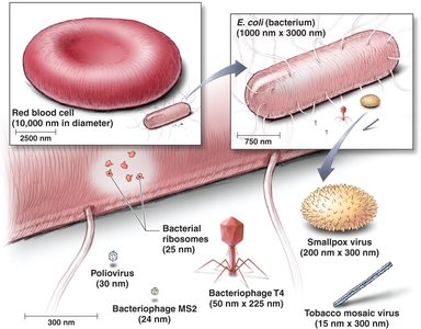 Relative sizes of selected virions compared to cells and organelles