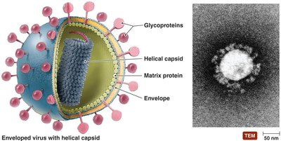Enveloped virus with helical capsid and glycoproteins