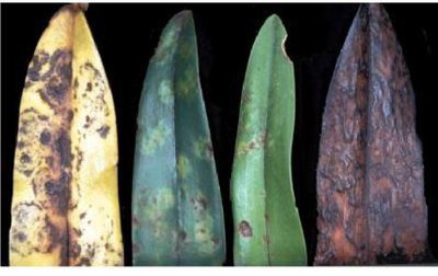 Plant leaves showing symptoms of viroid infection