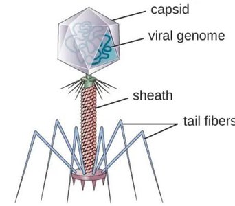 Diagram of a bacteriophage structure