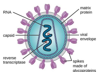 Diagram of a viral envelope with spikes