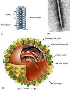 Structure of a retrovirus (HIV)