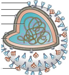 Structure of the influenza virus
