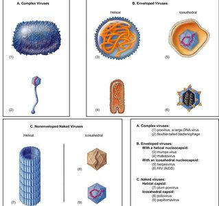 Comparison of virus types: complex, enveloped, and naked