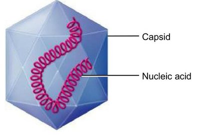 Diagram of a naked nucleocapsid virus