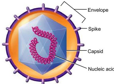 Diagram of an enveloped virus