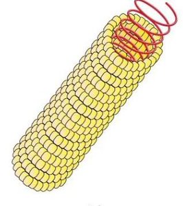 Helical capsid structure