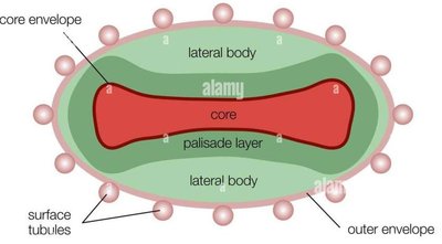 Diagram of a poxvirus structure