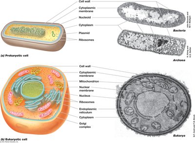 Confocal Scanning Laser Microscopy