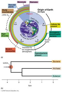 Summary of Life on Earth and Origin of Cellular Domains