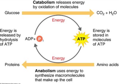 Metabolic pathways: catabolism and anabolism