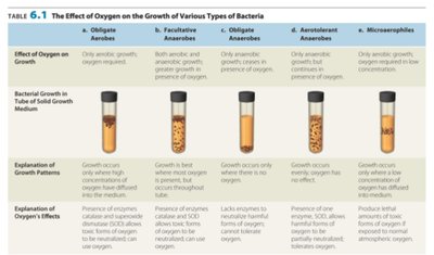 Effect of oxygen on bacterial growth