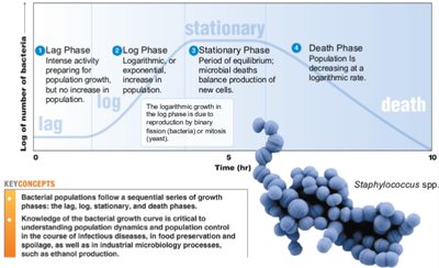 Bacterial growth curve