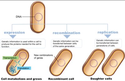 Expression, recombination, and replication of genetic information