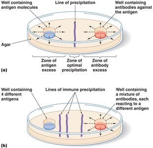 Immunodiffusion, a type of precipitation reaction