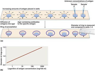 Radial immunodiffusion