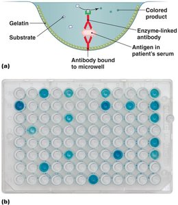 An antibody sandwich ELISA