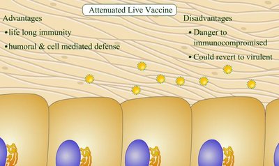 Attenuated live vaccine: advantages and disadvantages