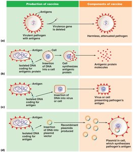 Uses of recombinant DNA technology in making vaccines