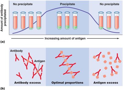 Characteristics of precipitation reactions