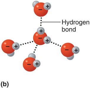 Hydrogen bonding in water