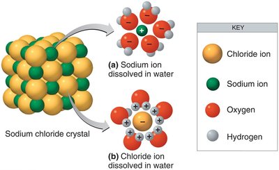 Water dissolving sodium chloride