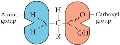 Generalized amino acid structure