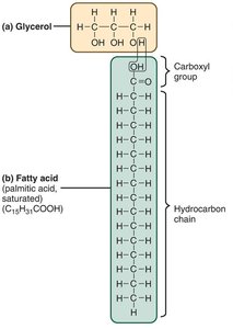 Structure of glycerol and fatty acid