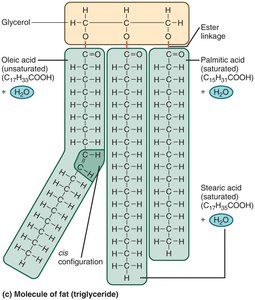 Triglyceride structure with saturated and unsaturated fatty acids