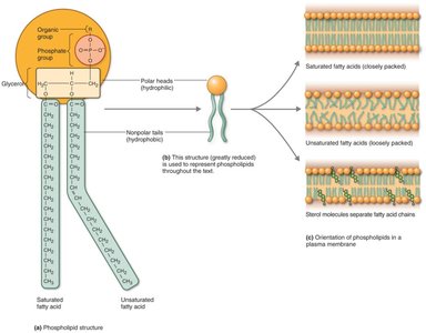 Phospholipid structure and membrane orientation