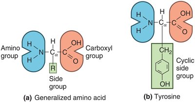 Amino acid structure