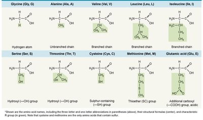 Table of amino acids (part 1)
