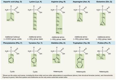 Table of amino acids (part 2)